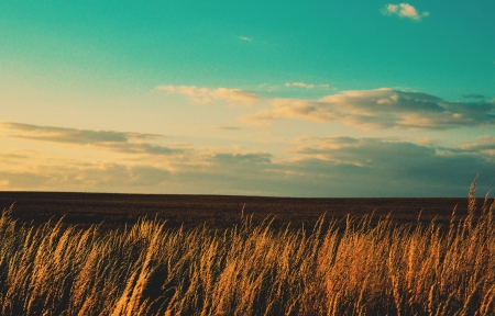 海角吃瓜精选作品-静物艺术